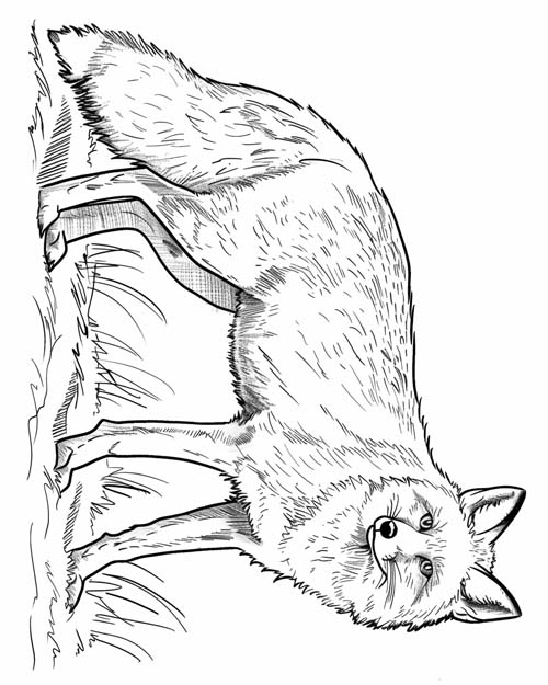 coloring page of a red fox