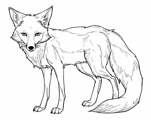 coloring page of a Swift fox