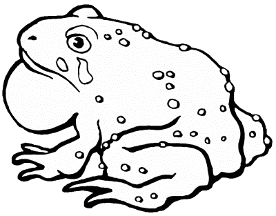 bullfrog coloring page