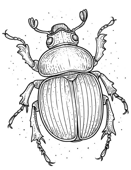 realistic coloring page of a beetle