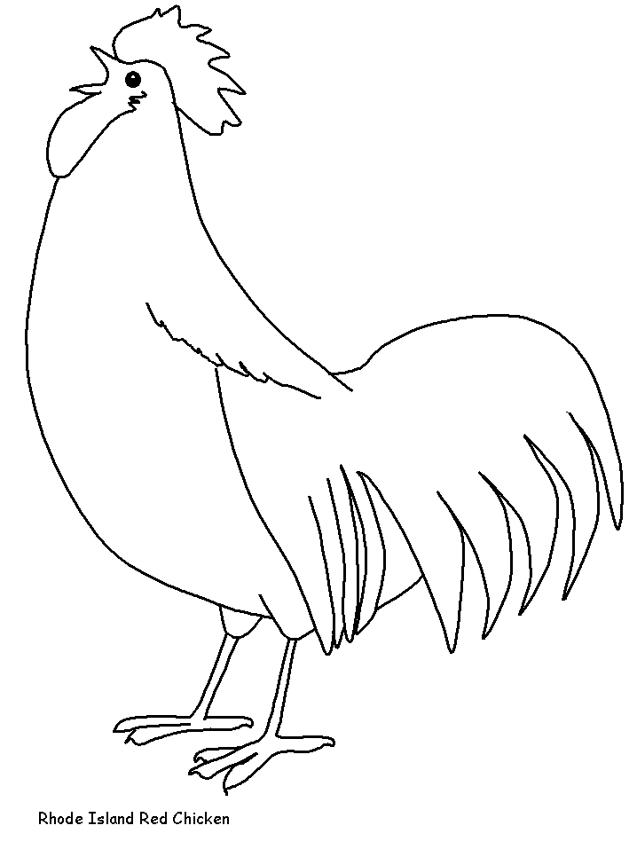 Rhode Island Red coloring page