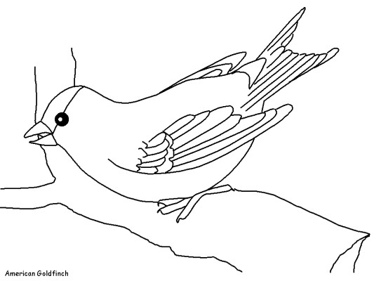 American Goldfinch coloring page