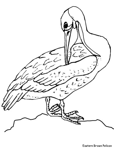 Eastern brown pelican coloring page