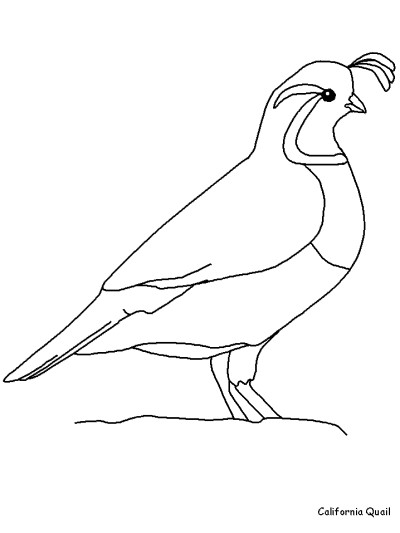 California Quail coloring page