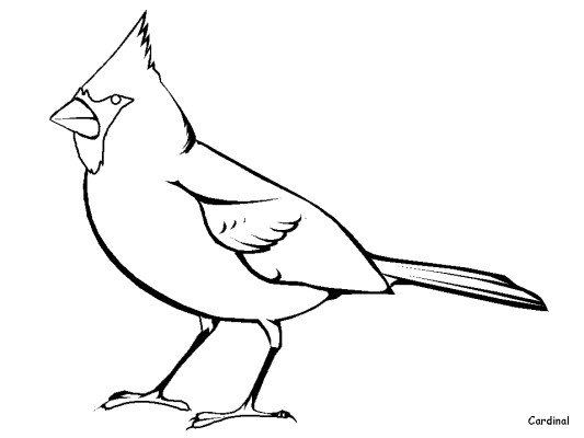 Cardinal coloring page