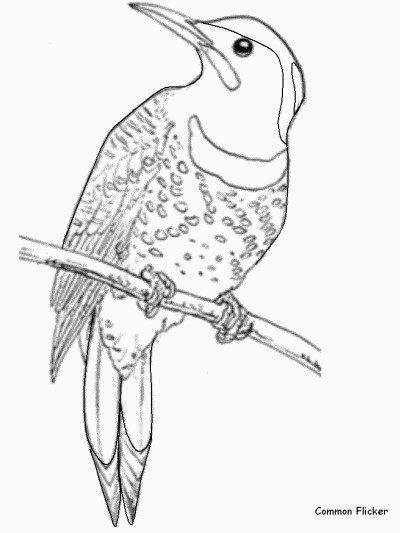 common flicker coloring page