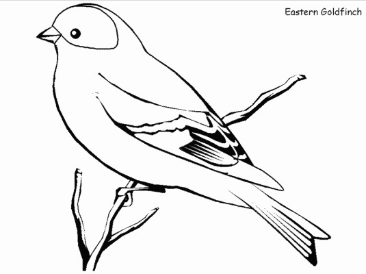 Eastern Goldfinch coloring page