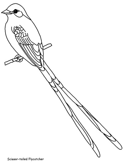 Scissor-tailed Flycatcher coloring page