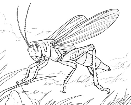 coloring page of a realistic grasshopper with wings spread