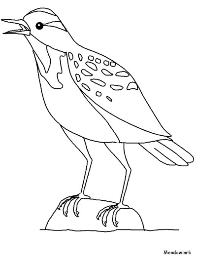 Meadowlark coloring page