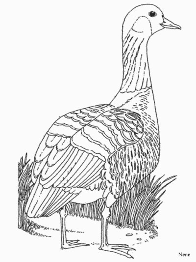 nene coloring page