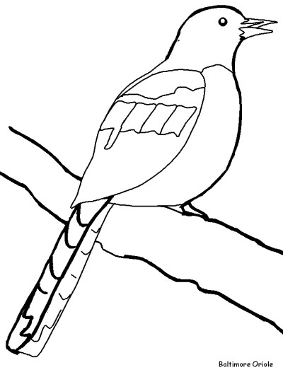Baltimore Oriole coloring page