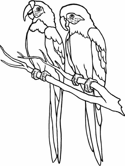 coloring page of two parrots on a branch