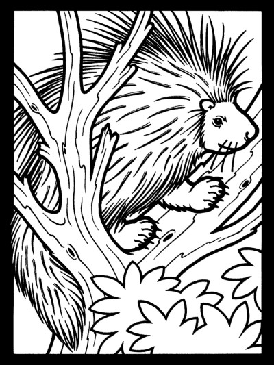 porcupine coloring page