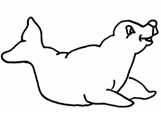 seal  coloring page
