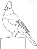 Steller's Jay coloring book page