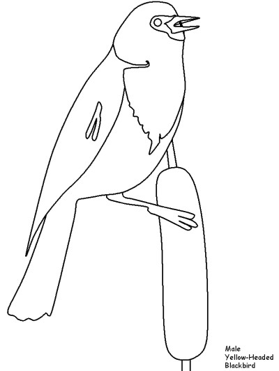 Yellow-headed blackbird coloring page