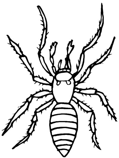 spider coloring page