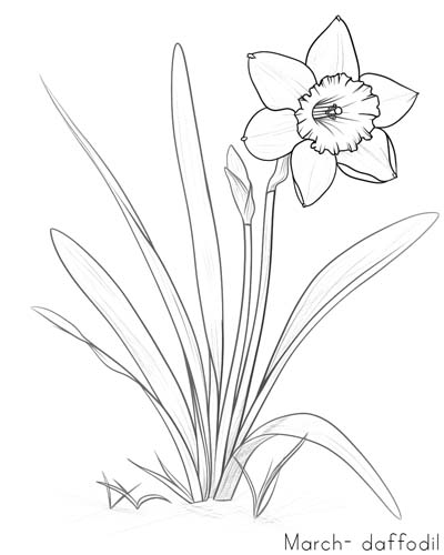 Daffodil, March birth flower coloring page