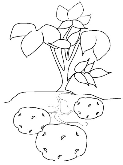 potato coloring pages