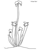 flowers coloring page