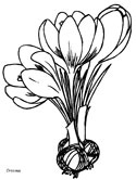 spring crocus coloring page