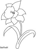 daffodil coloring page