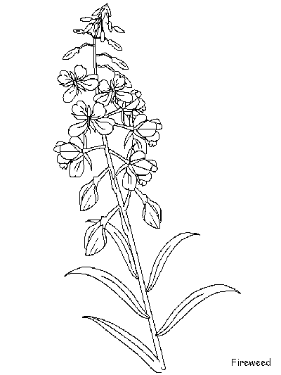 Fireweed coloring page