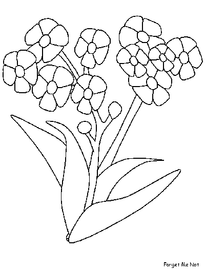 Forget Me Not coloring page