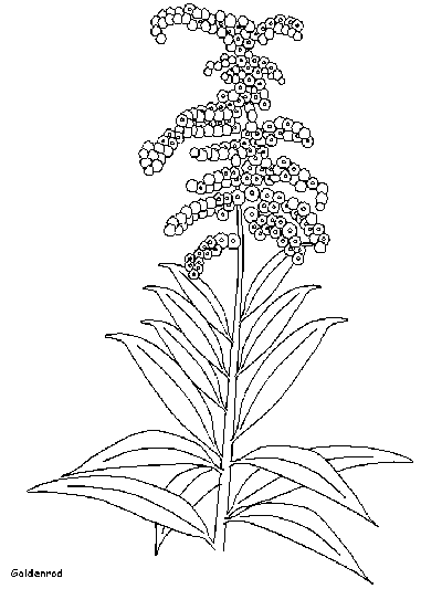 Goldenrod coloring page