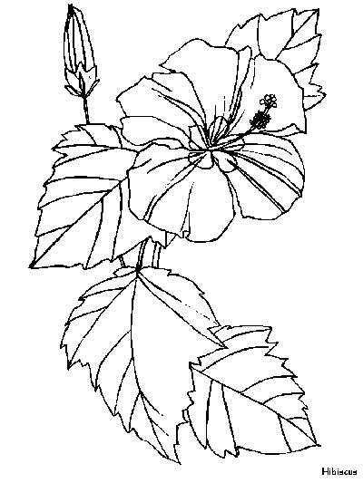 flowers coloring page