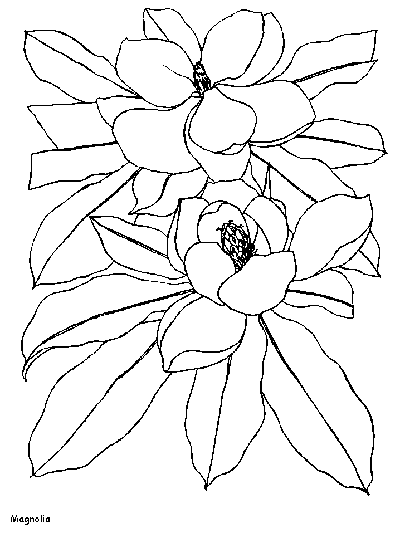Magnolia coloring page