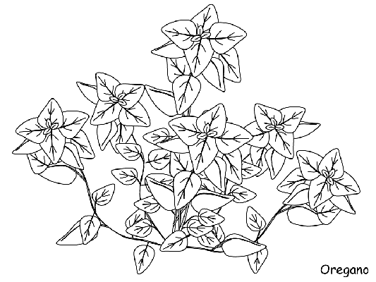 Oregano coloring page
