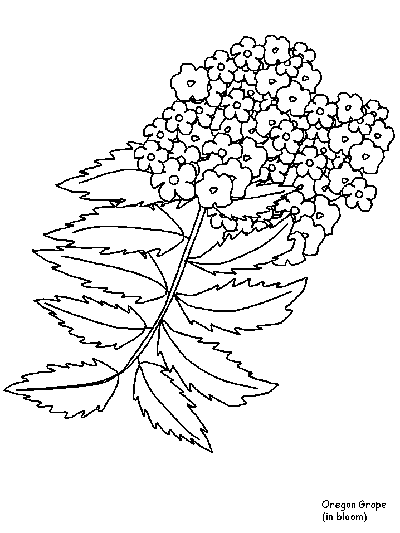 oregon grape in bloom coloring page