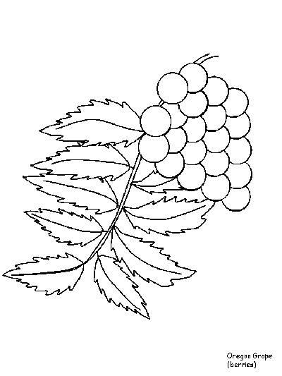 oregon grape coloring page