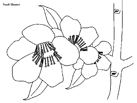 peach blossom coloring page