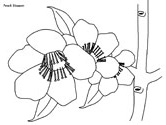 flowers coloring page