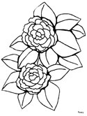 Peony coloring page