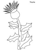thistle coloring page