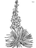 yucca flowers coloring page