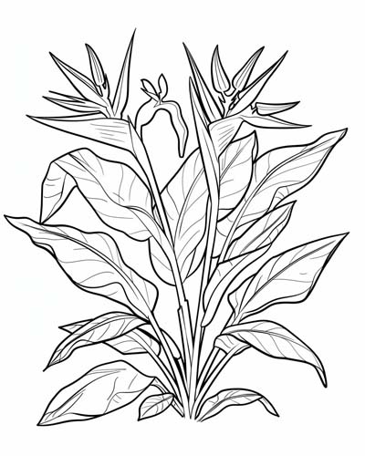 coloring page of birds of paradise flowers
