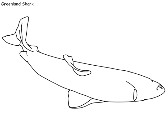 Greenland Shark coloring page