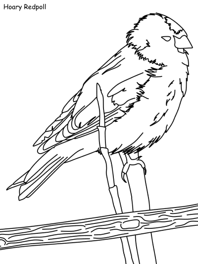 Hoary Redpoll coloring page