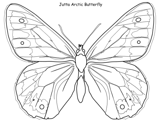 Jutta Arctic Butterfly coloring page