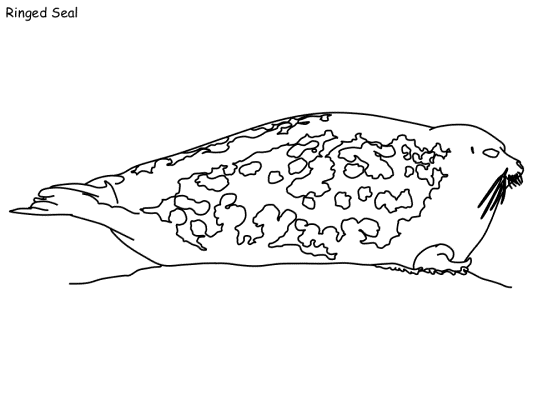 ringed seal coloring page