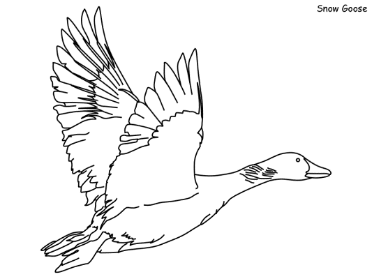 snow goose coloring page