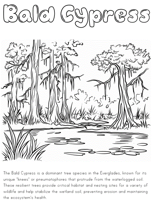 Coloring Tree Cypress Pages Palm Oak Leaf Printable Getcolorings Dead 