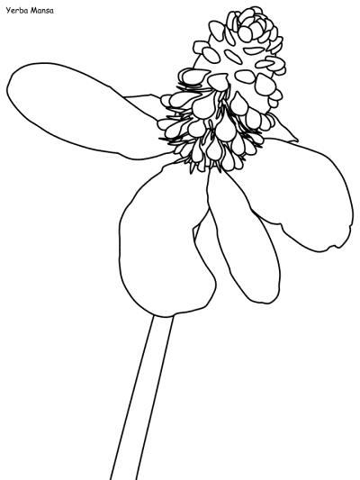 Yerba Mansa coloring page