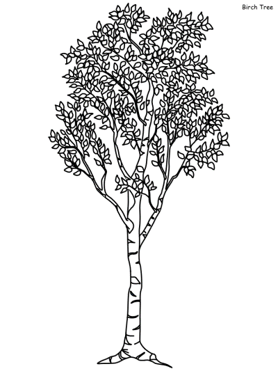 birch coloring page