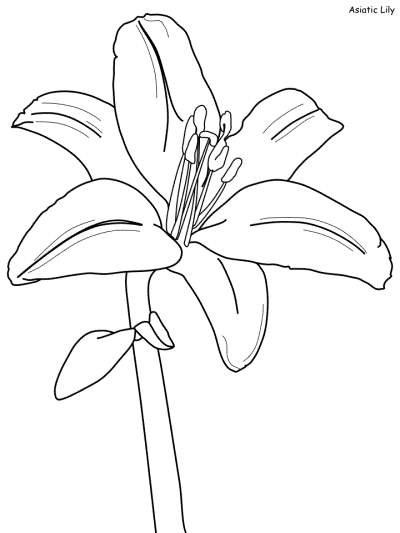 Serengeti Plant Coloring Pages